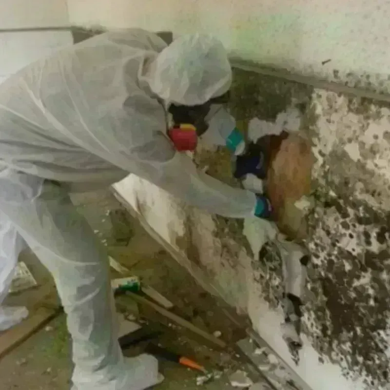 Mold Remediation and Removal in Boulder City, NV